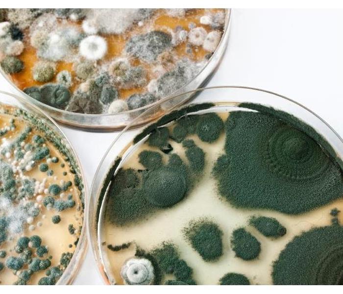 mold - petri dish 